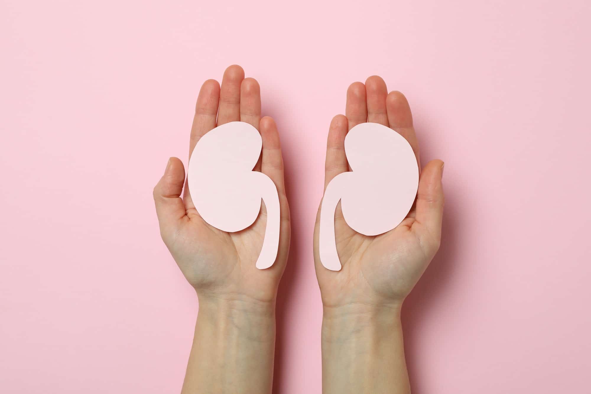 Female hands hold paper kidneys on pink background